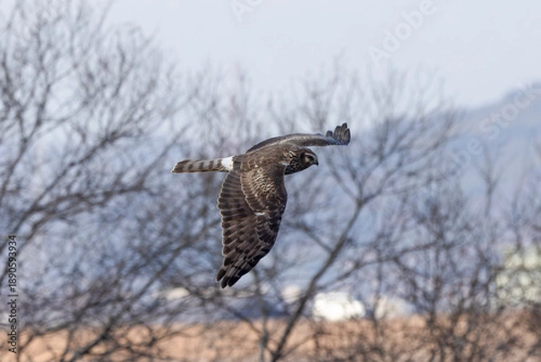 Fototapeta 河川敷を飛翔するハイイロチュウヒのメス