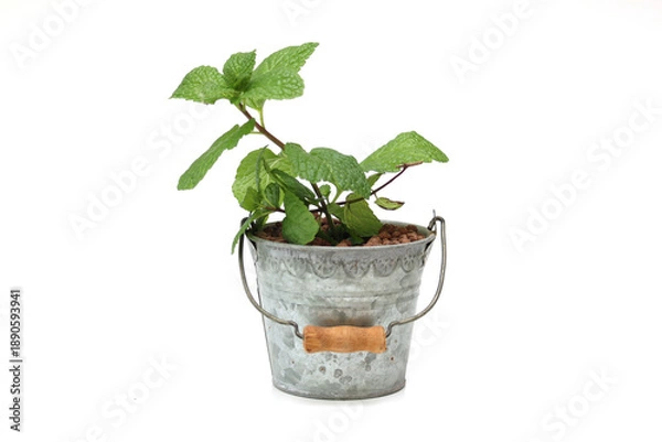 Fototapeta 白背景の鉢植えののミント