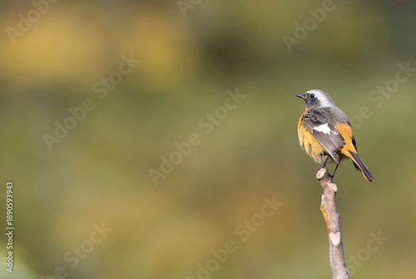 Fototapeta 体をふくらますジョウビタキ