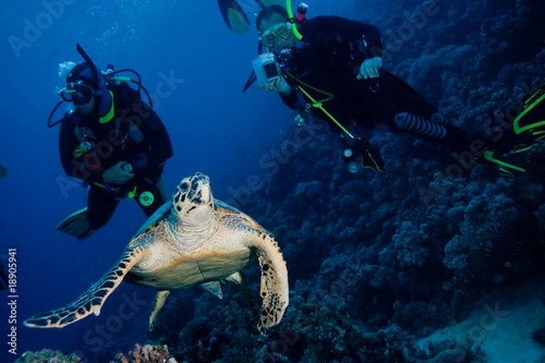 Obraz plongeurs et tortue