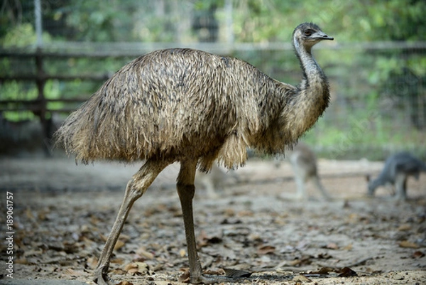 Obraz Emu