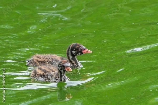 Obraz 緑の池を泳ぐカイツブリの雛2羽：野生動物のクローズアップ