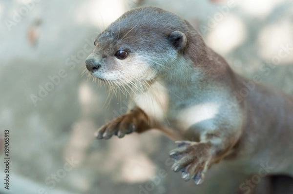 Obraz otter
