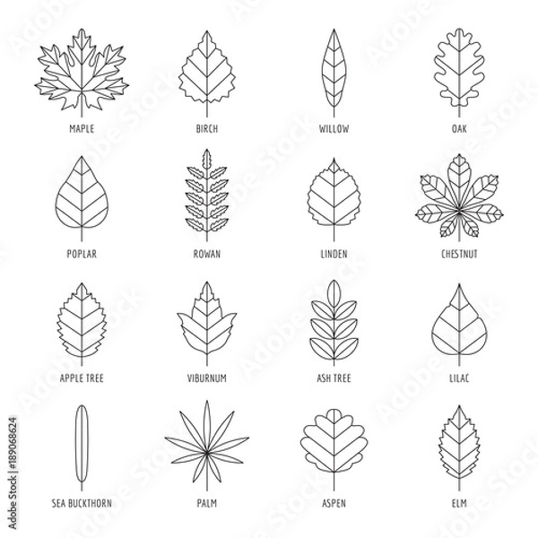 Obraz Leaves types with names outline vector icon set.