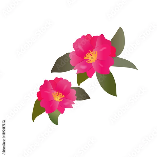 Obraz さざんか（山茶花）のイラスト