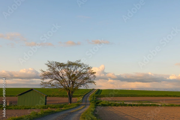 Obraz 北海道美瑛2025春-畑のある風景-