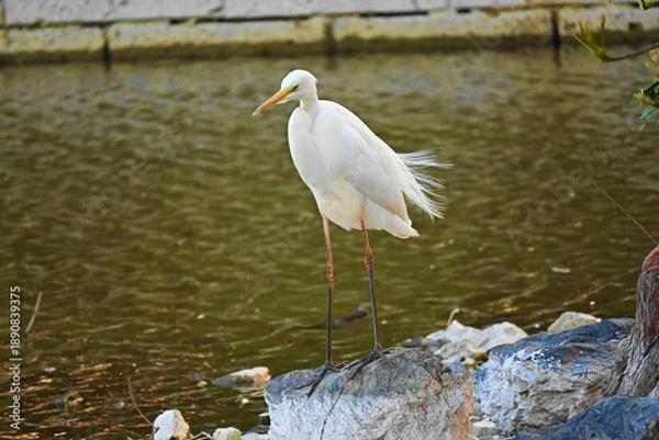 Obraz 風に吹かれるダイサギ