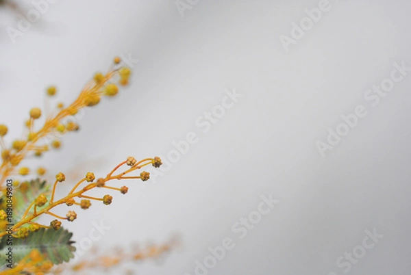 Fototapeta みもざ　ミモザ　アカシア　花　春　季節　自然　アップ