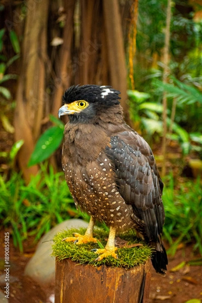 Fototapeta Crested Serpent Eagle