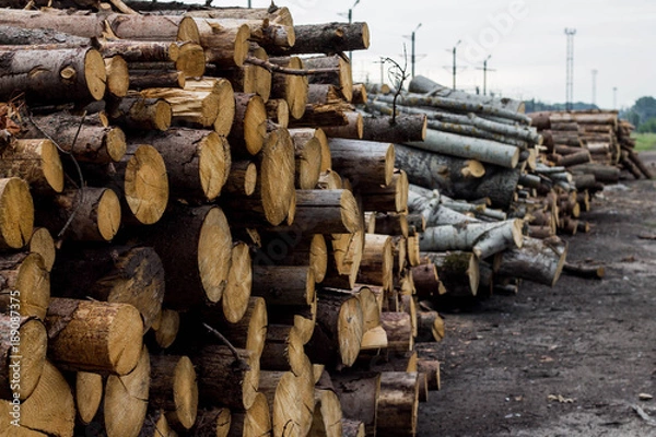 Obraz cut trees background