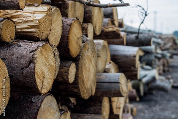 Obraz cut trees background