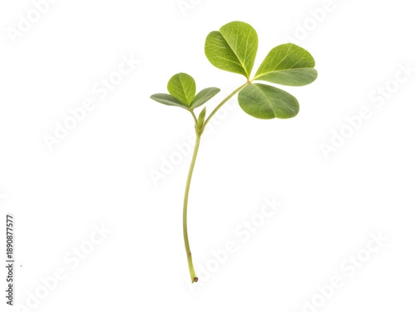 Obraz four leaf clover