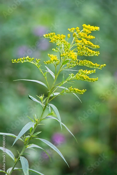 Fototapeta goldenrod