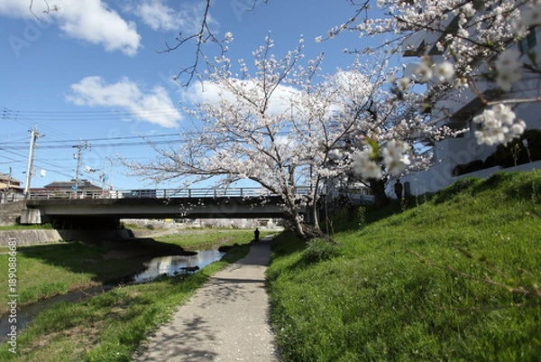 Obraz 川沿いの桜　