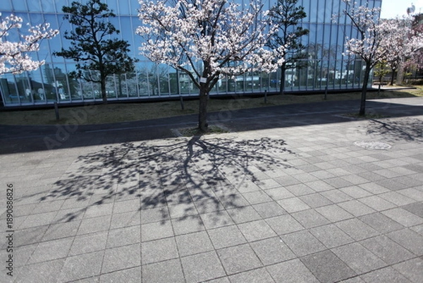 Obraz ビルの前庭の桜　