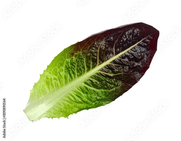Obraz Vibrant, two-toned leaf with green base and deep red tip