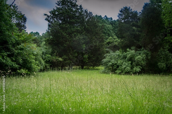 Fototapeta Open grassy field