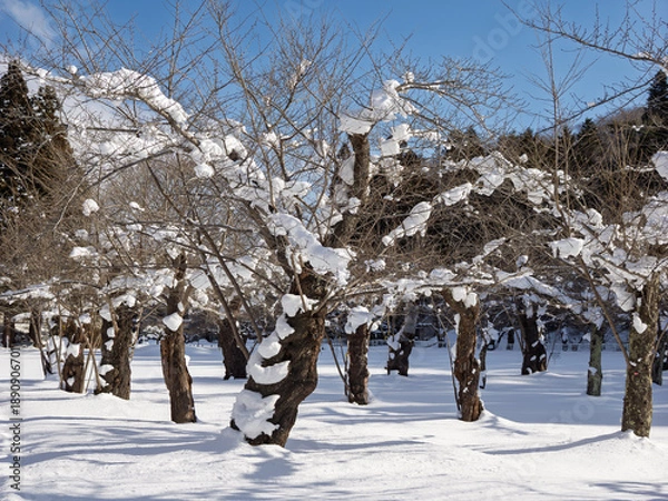 Obraz 雪化粧の木々と青空