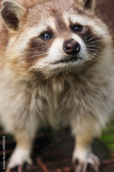 Fototapeta アライグマ