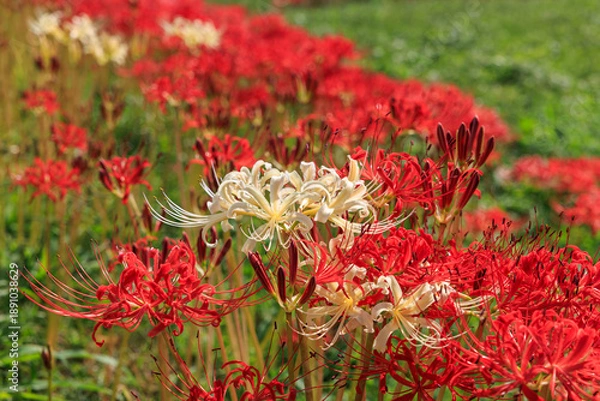 Fototapeta 彼岸花咲く里の秋景色　愛知県半田市