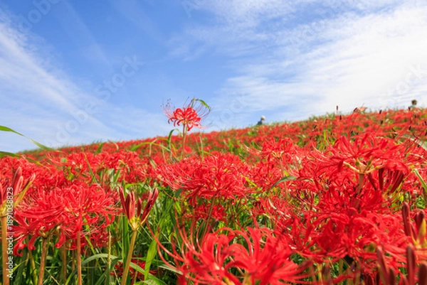 Obraz 彼岸花咲く里の秋景色　愛知県半田市