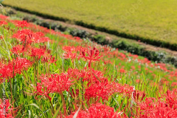 Fototapeta 彼岸花咲く里の秋景色　愛知県半田市
