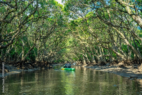 Obraz マングローブ洞