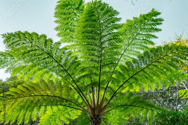 Obraz ヒカゲヘゴ