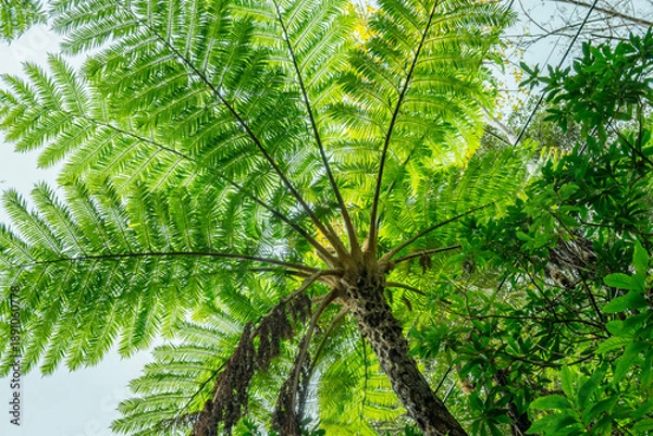 Obraz ヒカゲヘゴ