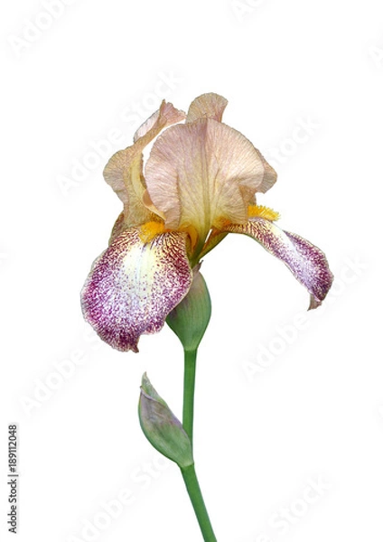 Obraz iris flower