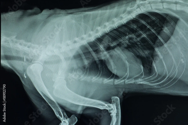 Obraz thorax lateral x-ray