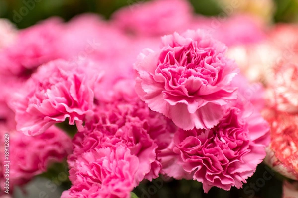 Obraz カーネーション