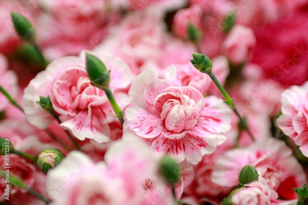 Obraz カーネーション