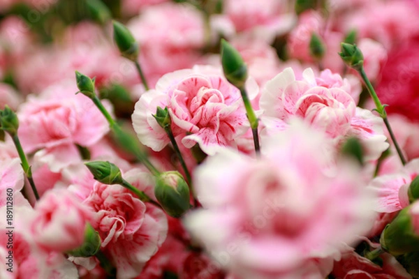 Obraz カーネーション