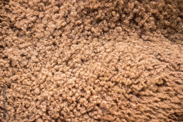 Obraz Camel hair