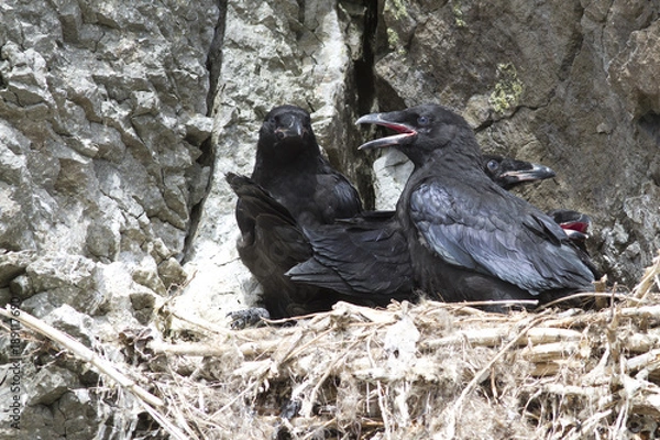 Obraz large Raven chicks sitting in a nest on a rock on a rocky hillside
