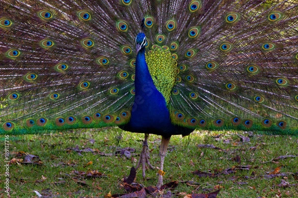 Obraz Peacock