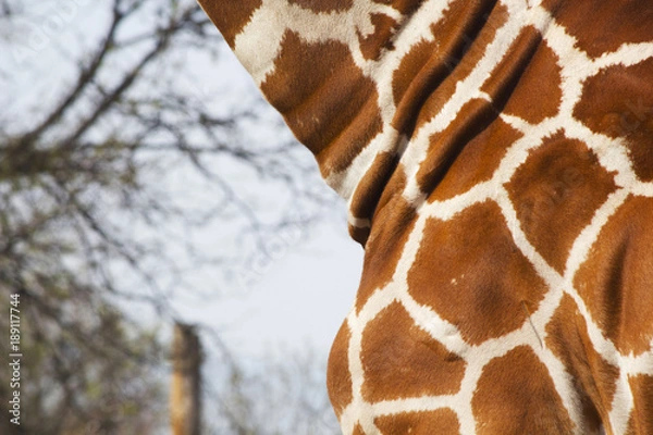 Obraz Giraffe Pattern