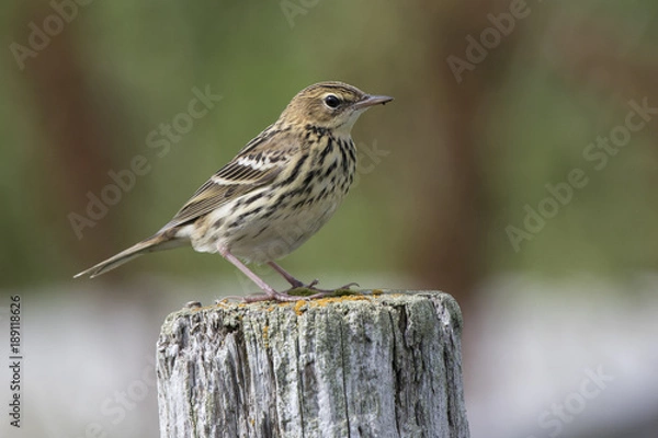 Obraz PECHORA PIPIT sitting on a wooden pole in a summer day in the tundra