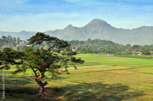 Obraz Alone tree on paddy field (Уединенное дерево на рисовом поле)