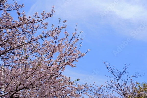 Obraz 青空に映える桜