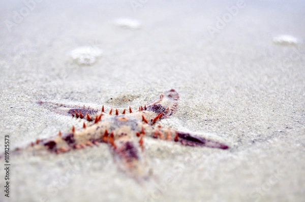 Obraz Astropecten (Морская звезда)