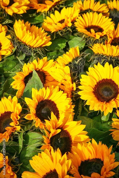 Fototapeta Sonnenblumen