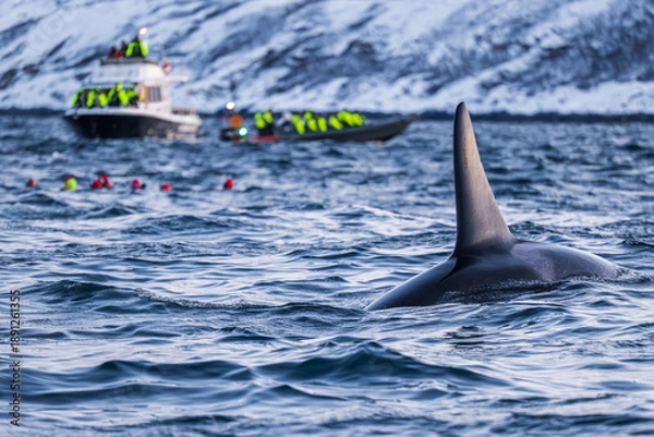 Obraz Walbeobachtung