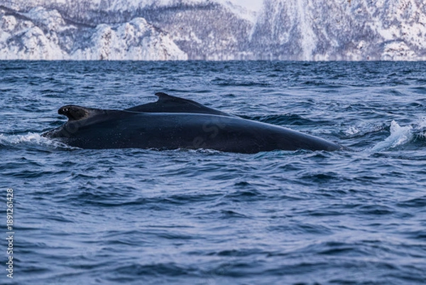 Obraz Walbeobachtung