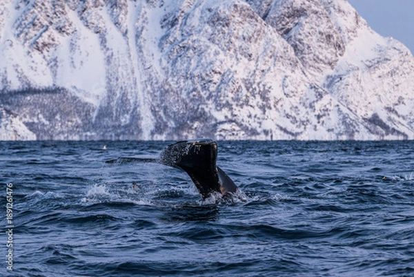 Obraz Walbeobachtung