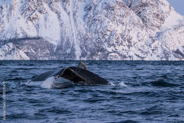 Obraz Walbeobachtung