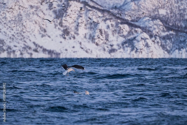 Obraz Walbeobachtung