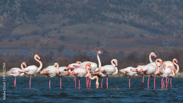 Fototapeta Greater Flamingo (Phoenicopterus roseus)
