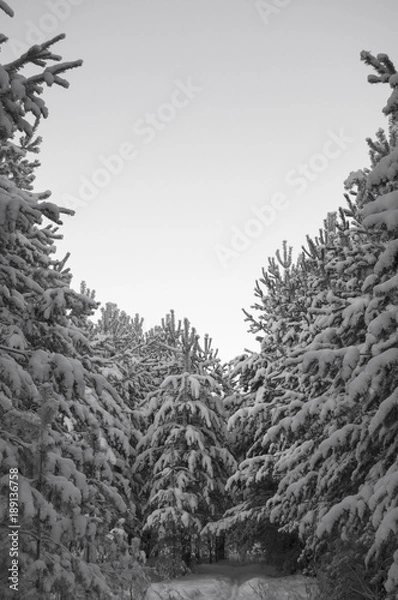 Fototapeta  Pine forest in snow (Сосновый бор в снегу)